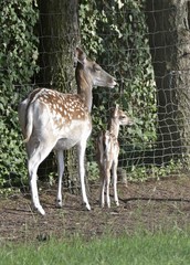 Damhirschkuh mit seinem Kalb