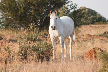 white horse standing and grazing