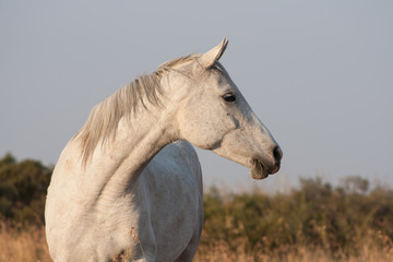white horse standing and grazing