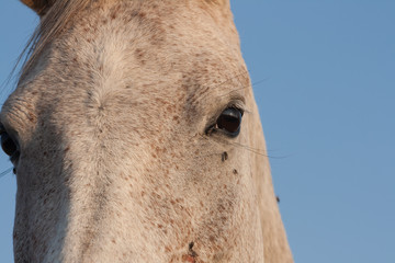 horse eye