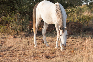 Obraz na płótnie Canvas white horse standing and grazing