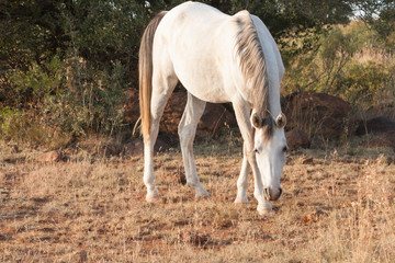 white horse standing and grazing