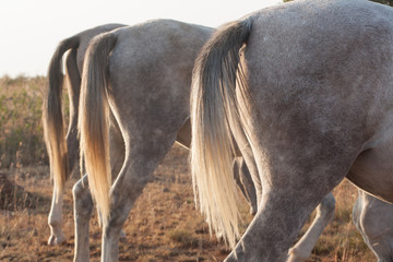horse tails