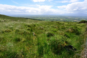 Long grass on a mountain in Ireland in June