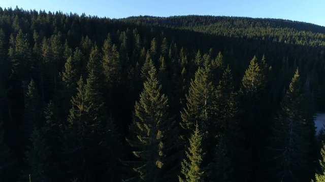 Aerial view of spruce forest in Montenegro