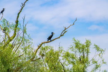little cormorant in the tree