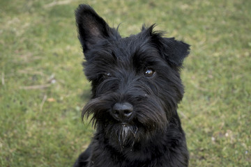 schnauzer