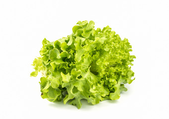 Green oak lettuce organic vegetable.