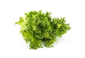 Green oak lettuce organic vegetable.