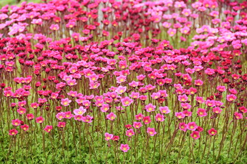 Pink saxifrage Saksifraga Arendsii growing in a garden
