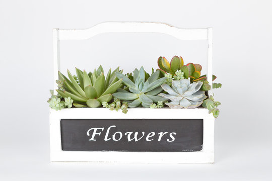 Succulent plants arrangement in a wooden box &ldquo;flowers&rdquo; 