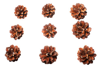 Set of pine cones isolated on white background