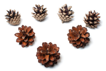 Set of pine cones isolated on white background