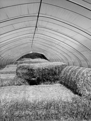 Großes mit transparenter Folie bespanntes Heuzelt mit Heuballen an einem Bauernhof in...