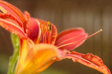 Fototapeta premium A beautiful flower in the garden in summer which opens up freshly