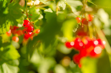 Ripe the currants in the garden in summer and fresh and healthy fruits are good for jam and cookies