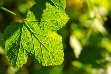  Currant leaves in the garden in summer
