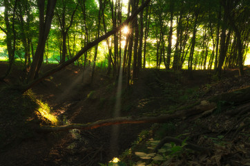 stunning light beams through trees in a forest in the morning 