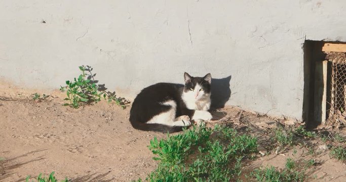 Black-and-white cat lounging and wallow on the ground and bathing in the first rays of the summer sun