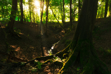 stunning light beams through trees in a forest in the morning 