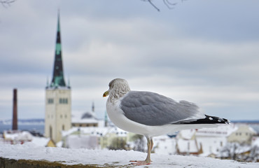Seagull with winter Tallinn at the background, Estonia