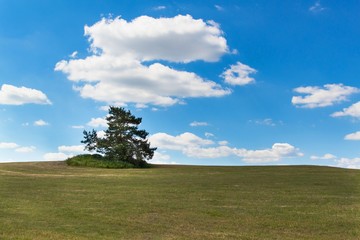 A lone tree on a meadow. Pine tree on the horizon against a blue sky. Summer day.