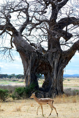 The Old Baobab Tree