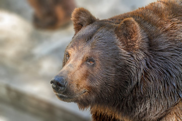 Naklejka na ściany i meble animal muzzle of a large brown bear predator