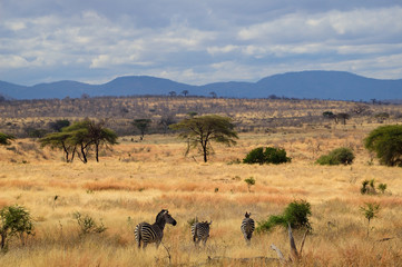 Tanzanian Scene