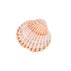 Sea shell on a white background