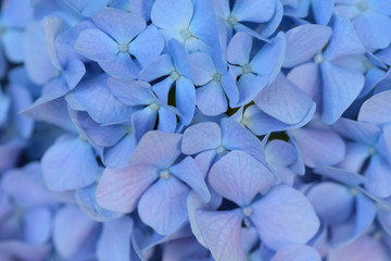 Macro texture of blue colored Hydrangea flowers in horizontal frame