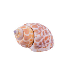 Sea shell on a white background