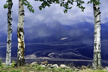 Fototapeta premium Reflection with 3 birches, Ivalo, Finland