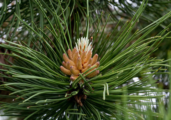 Russia, spring. The miracles that we don't notice...   Flower pine is similar to pineapple. Scotch pine, (Pinus sylvestris Watereri), blooming male flowers.