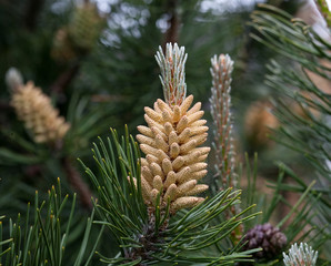 Russia, spring. The miracles that we don't notice...   Flower pine is similar to pineapple. Scotch pine, (Pinus sylvestris Watereri), blooming male flowers.