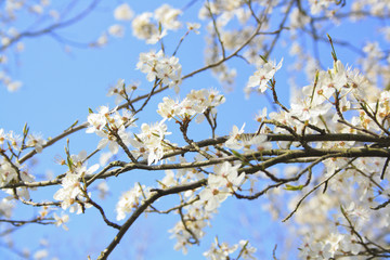 Kirschblüten im Frühling bei Sonnenschein