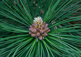 Russia, spring. The miracles that we don't notice...   Pine flower looks like a tropical fruit or sea anemone. Scotch pine, (Pinus sylvestris Watereri), blooming male flowers.