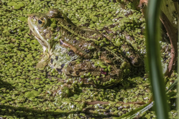 Pelophylax esculentus