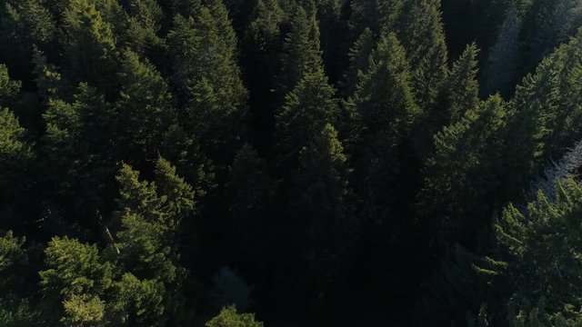 Aerial view of spruce forest in Montenegro