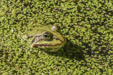 Pelophylax esculentus