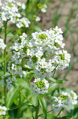 Blooming horseradish (lat. Armoracia rusticana)