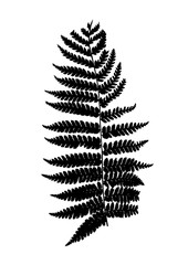 silhouette black fern, vector plant sign illustration