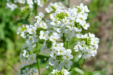 Blooming horseradish (lat. Armoracia rusticana)