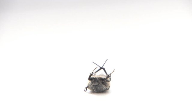 The insect is lying on his back and moves his legs. Insect trying to get on their feet. Isolated on White background. Selective focus