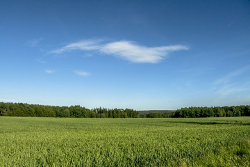 Fototapeta premium Cornfield