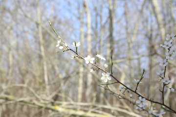 Frühlingserwachen von Kirschblüten am Ast im Wald