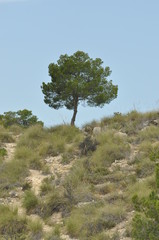 Baum auf einem Hügelkamm