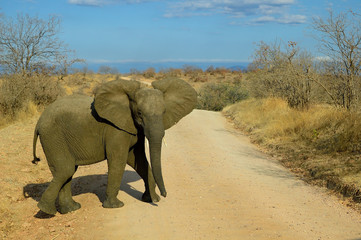 Fototapeta na wymiar Why did the elephant cross the road? (Loxodonta africana)