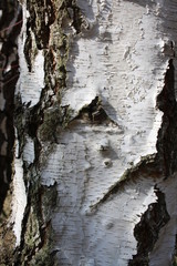 Nahaufnahme von weiße Rinde einer Birke