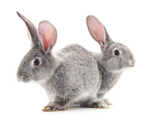 Obraz premium Two gray rabbits.